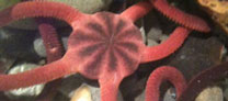 starfish image