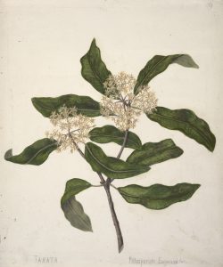 Watercolour botanical study of tarata in blossom, with sprays of tiny white flowers.
