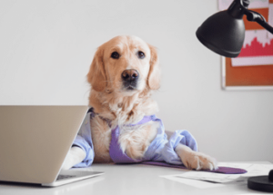 Dog wearing necktie and shirt in front of a laptop