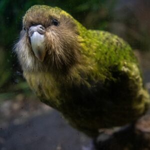 Photo of a kākāpō - the world's fattest parrot looking very cutely at the camera.