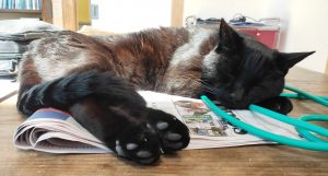 A black cat lying in the sun on top of a newspaper. His head is resting on his front paws and his back paws are pointing towards the camera showing you their toe beans.