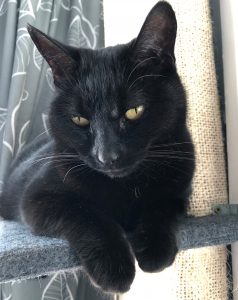 A black cat sitting demurely on the shelf of a cat tree. She is looking downwards and her front paws are curled over the edge of the shelf.