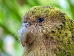 A kakapo's head in profile. It has soft pale green feathers on its head, and fluffier brown feathers around its beak.