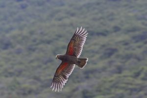 A kea in flight. Photographed from below so you can see the vibrant red feathers under its wings.
