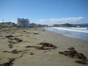 Looking along Lyall Bay beach. There are buildings right on the edge of the sand to the left.