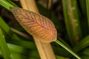A tear-drop shaped slug with leaf-like veins along its back crawls along a blade of grass