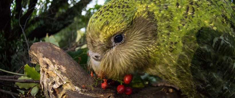 Kakapo Hugh feeds on some vibrant red supplejack berries