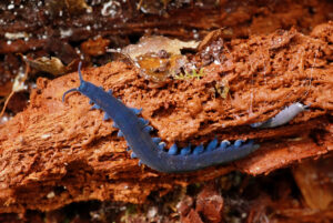 A dark blue velvet worm climbing over a piece of orange rotting wood