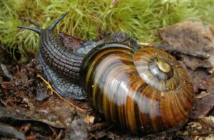 A large snail with a flat black and brown striped shell crawls over some moss