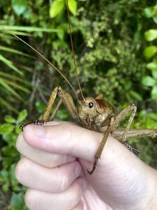 A giant wētā perched on the photographer's hand with a friendly look in its eyes
