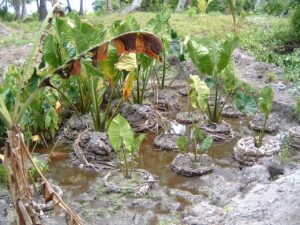 An image of pulaka plants growing in a muddy pit.