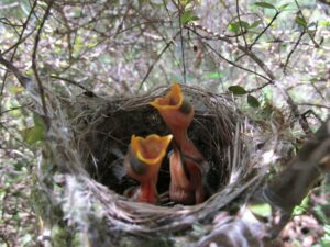 Two pink baby birds with no feathers in a nest