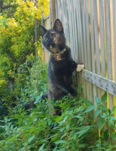 A small dark cat perched partway up a fence staring past the camera with wide eyes