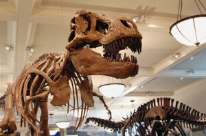 Assembled skeleton of a tyrannosaurus rex, focused on the skull.