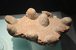 Nine dinosaur eggs fossilized in dirt.