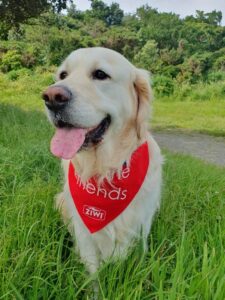 A golden retriever wearing a red bandana with his tongue out in a doggy smile