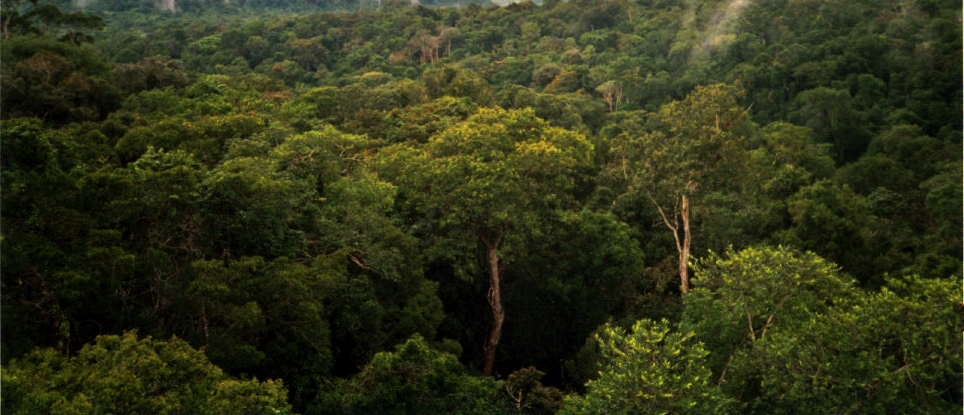 Image of the Amazon rainforest