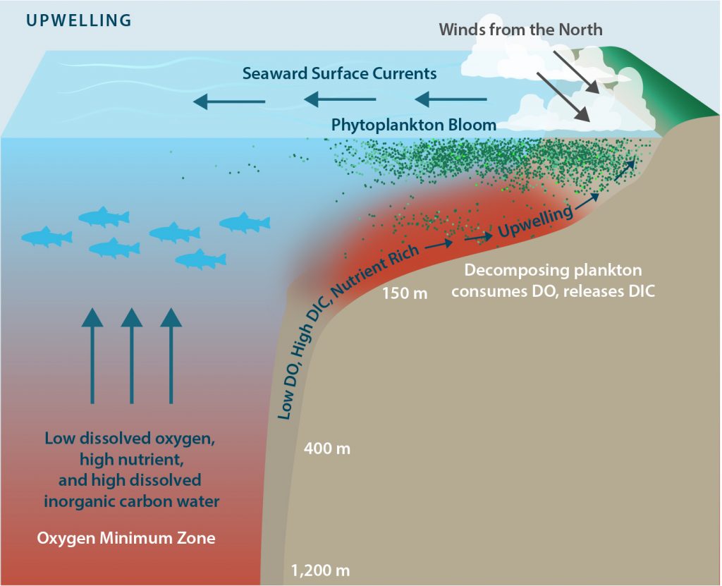 Drivers of hypoxia and acidification in our oceans