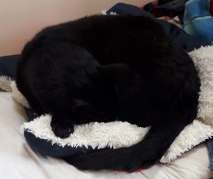 A black cat curled in a ball on a white cushion. He is a black blob with a tail. All detail has disappeared into a void of black.
