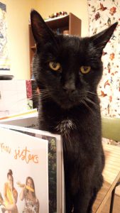 A black cat sitting on the edge of a table with a copy of Two Raw Sisters standing open in front of him to stop him moving any further forward. He has a small white patch under his chin, and a look of complete and utter betrayal in his golden eyes.