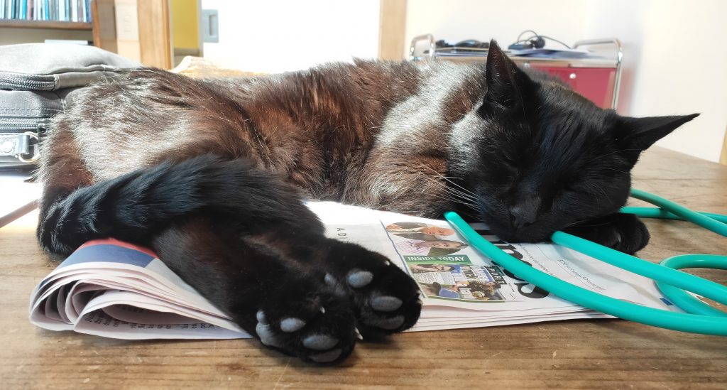 Poot lies sleeping curled on his side on top of a newspaper in the sun. His head is resting on his front paws and his back paws with their toe beans are extended towards the camera.