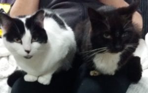 Two cats sitting on each knee of their owner. The left cat is white with black ears and a black splodge on her back. The right cat is black with a white chest and white whiskers. Both have yellow eyes.