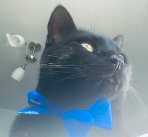 Shot from below, Oz is looking majestically off to the right. He has a bright blue bow around his neck that contrasts brilliantly with his sleek black fur.