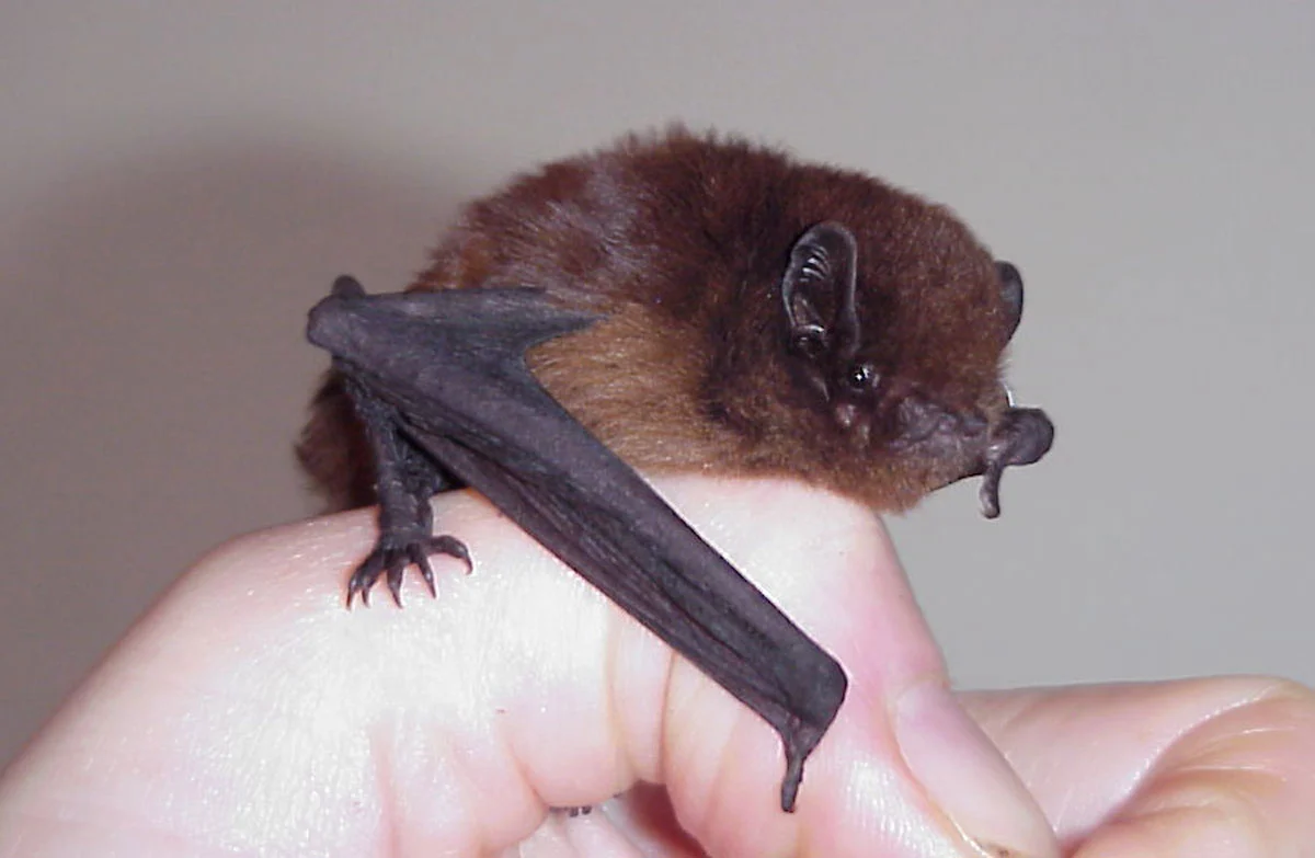 New Zealand Long-Tailed Bat on researcher's finger. Aw they are so cute!