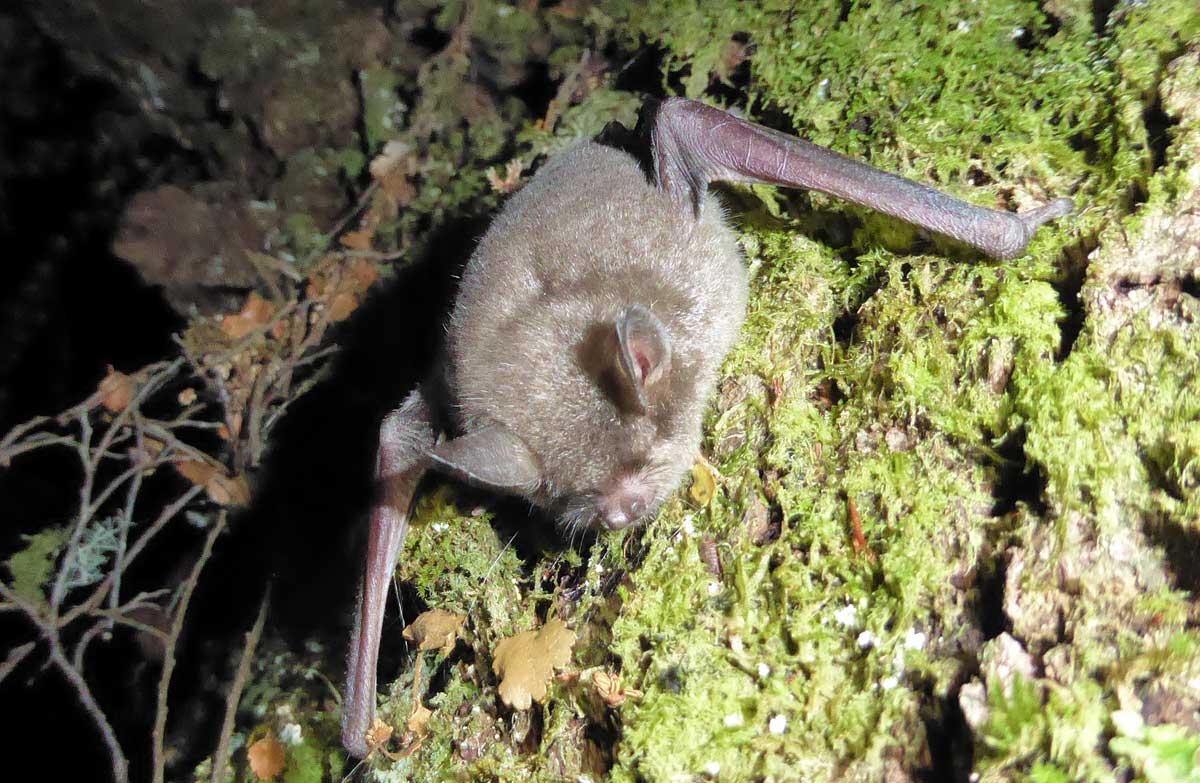 New Zealand Lesser Short-Tailed Bat on mossy log
