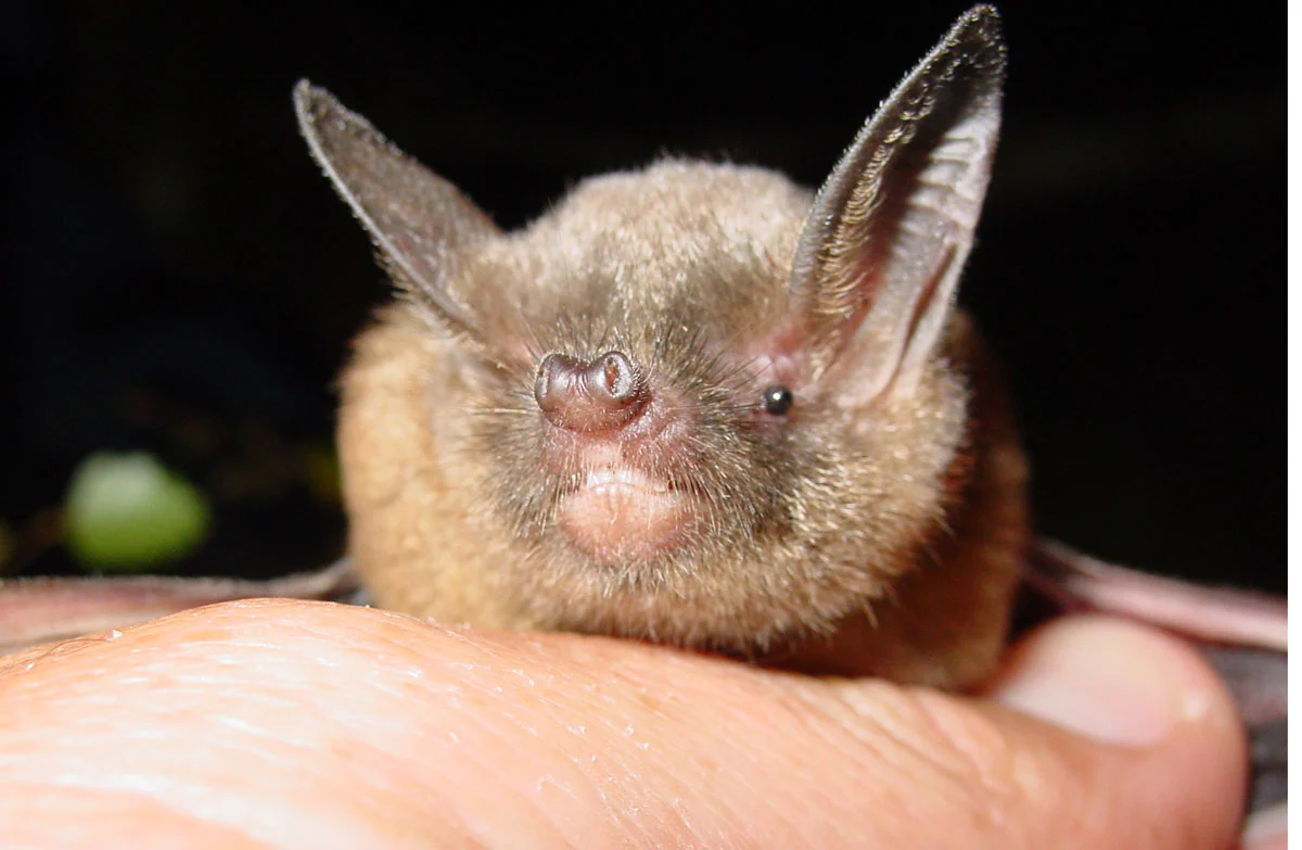 A very cute picture of a New Zealand Short-Tailed Bat