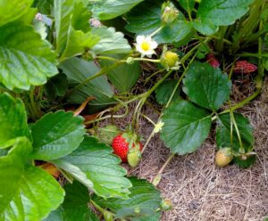 Close-up image of strawberry plants in a garden.