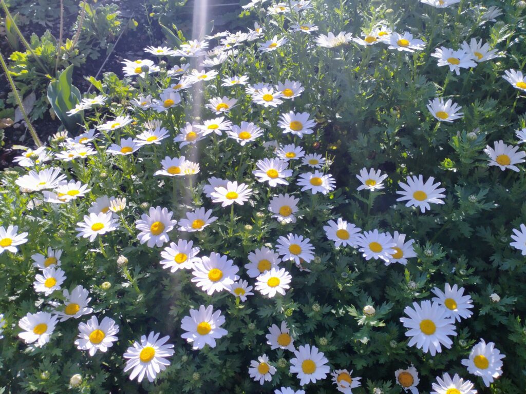 Blooming daisies growing in a garden bed at the botanical gardens