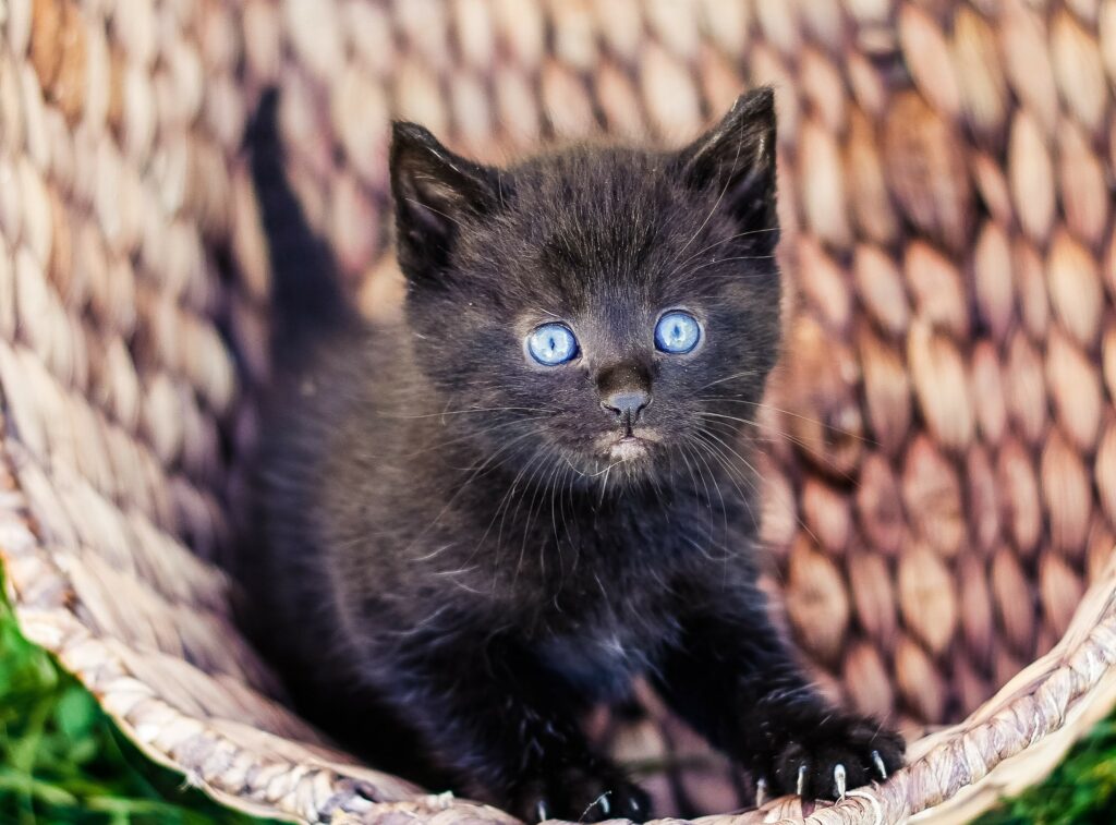 A black kitten with blue eyes looking up at the camera, standing inside a wicker basket.