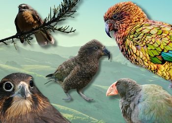 a collage of nz native bords