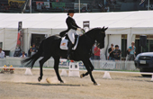 horse of the year dressage