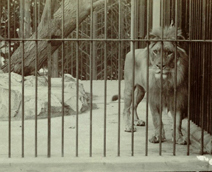Zoo photograph