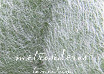 New EP: Metrosideros